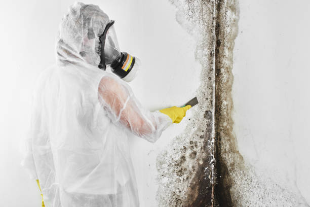 Best Certified Mold Removal  in East Marion, NY