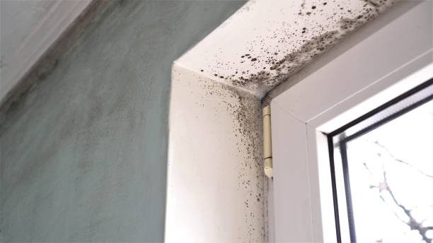 Best Commercial Mold Removal  in East Marion, NY