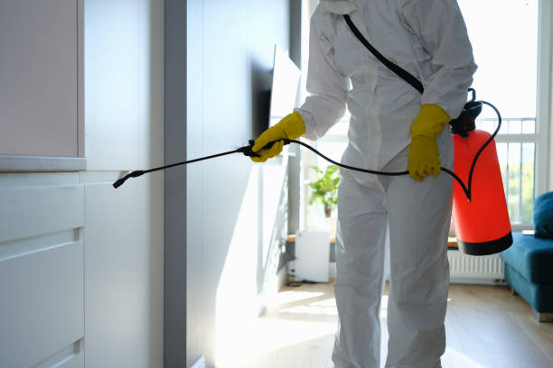 Best Black Mold Removal  in East Marion, NY
