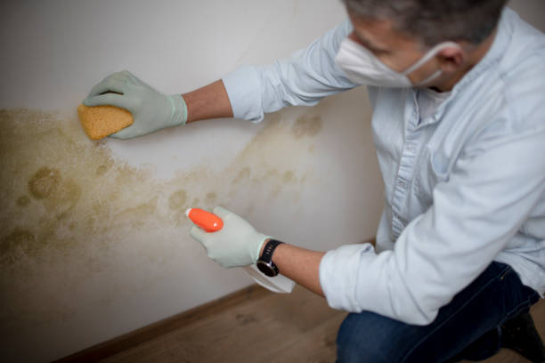Best Professional Mold Removal  in East Marion, NY
