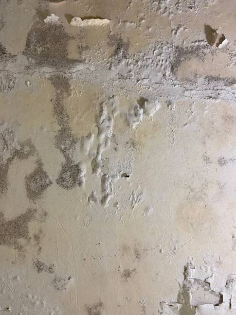 Best Affordable Mold Removal  in East Marion, NY