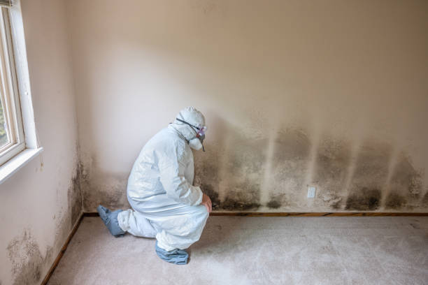 Best Professional Mold Removal  in East Marion, NY