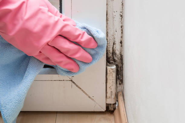 Best Mold Cleaning Services  in East Marion, NY