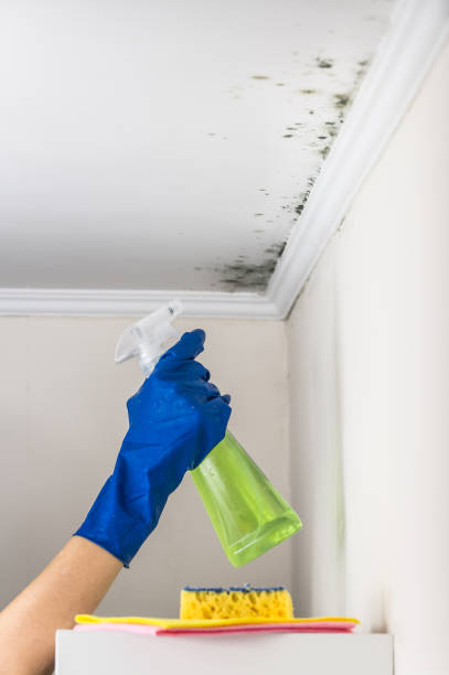 Best Toxic Mold Removal  in East Marion, NY