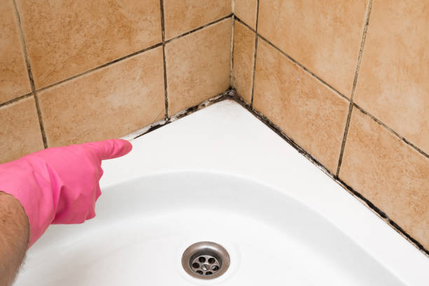 Best Crawl Space Mold Removal  in East Marion, NY